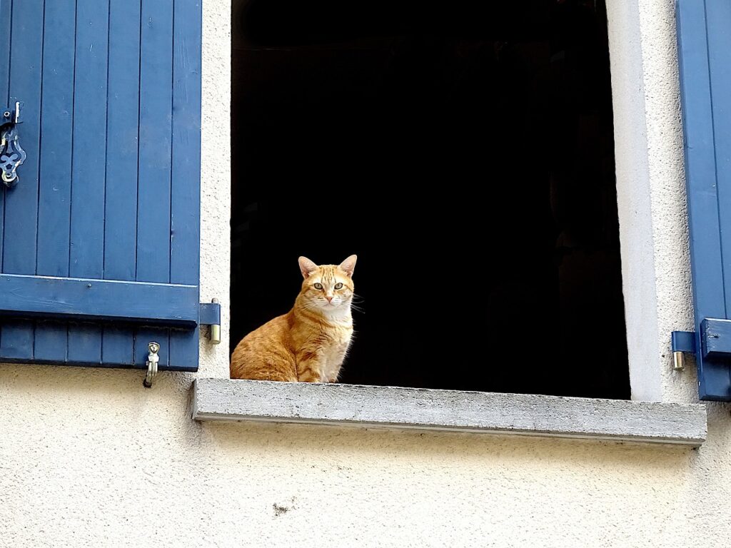 cats, felines, beige-5083007.jpg
